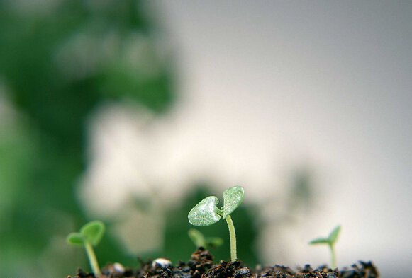 柯尼卡美能達的春天在哪？